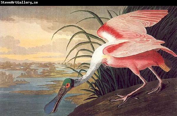 John James Audubon Roseate Spoonbill